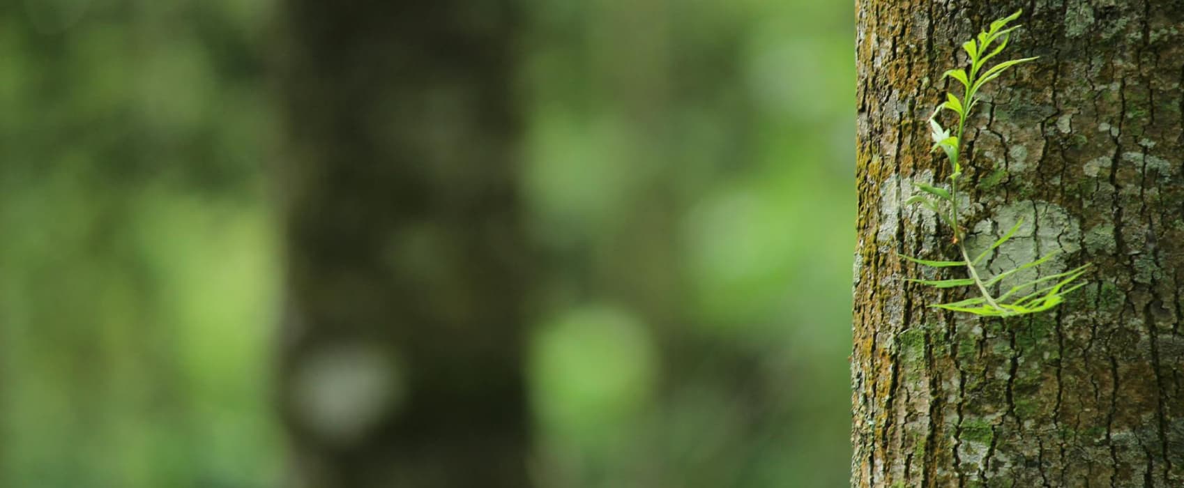 ЗАБОТА ОБ ОКРУЖАЮЩЕЙ СРЕДЕ